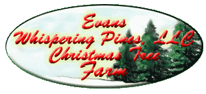 Evans Whispering Pines Christmas Tree Farm